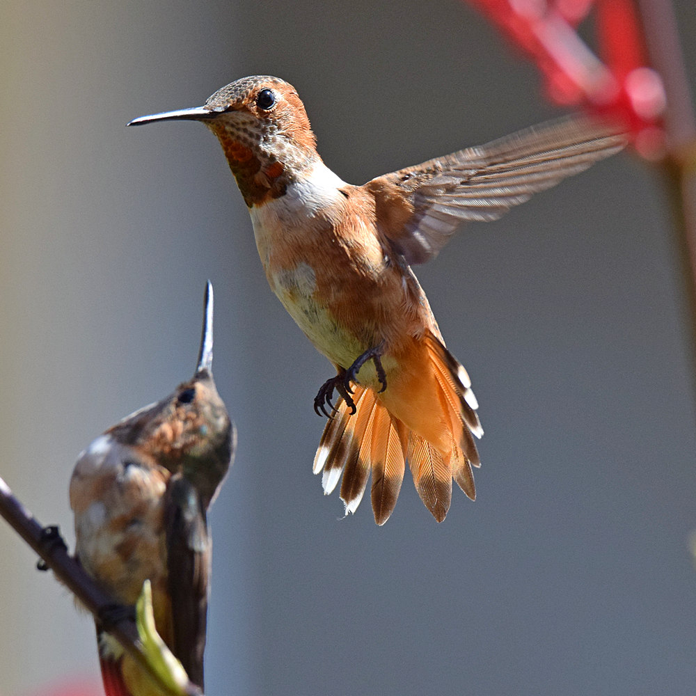 Hummer19.jpg