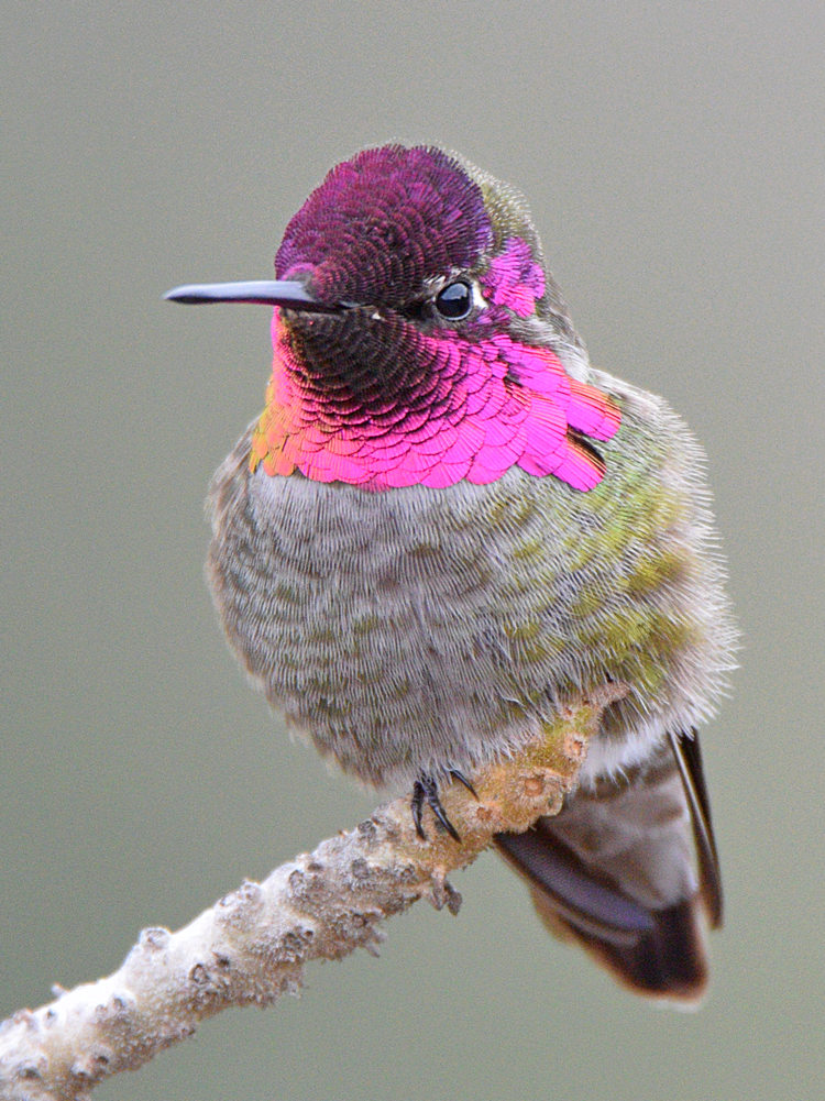 Hummer19.jpg
