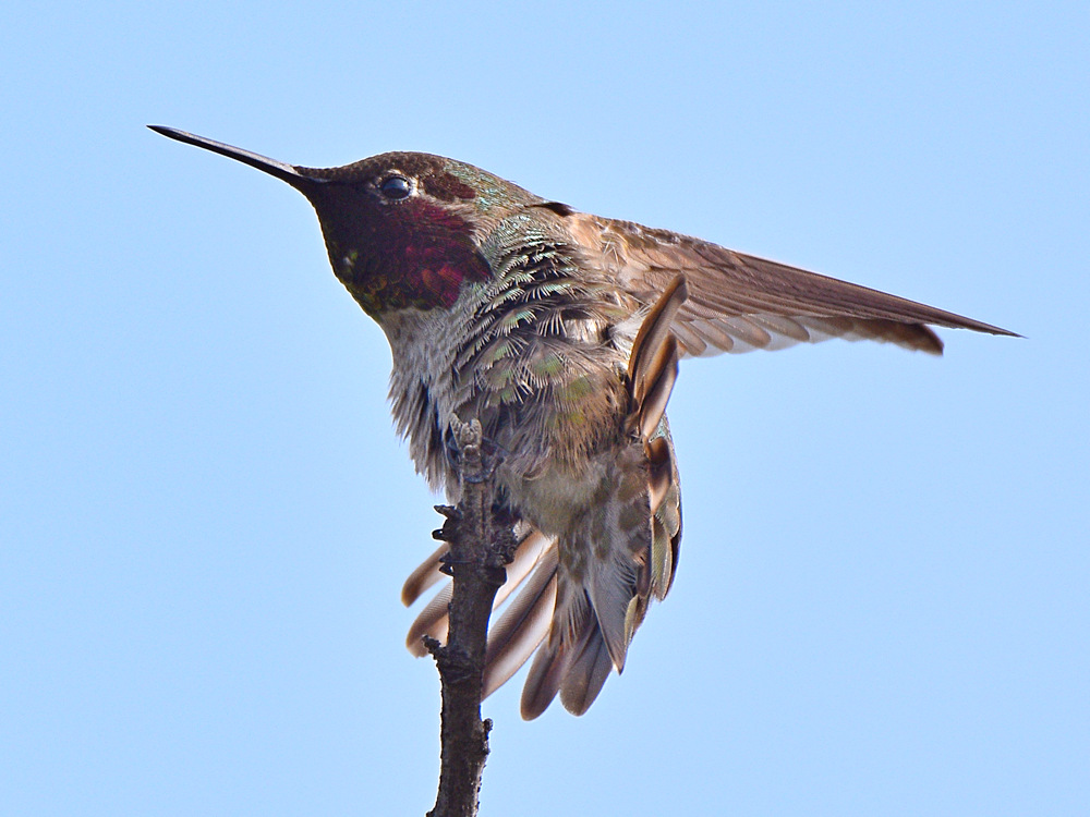 Hummer19.jpg
