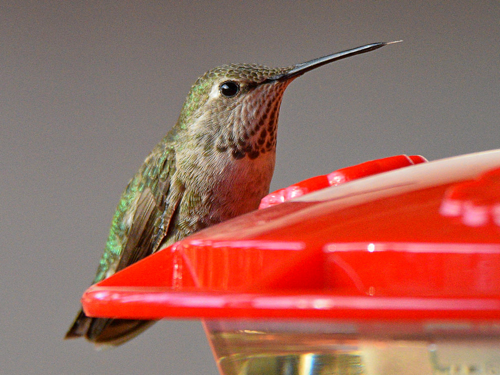 Hummer19.jpg