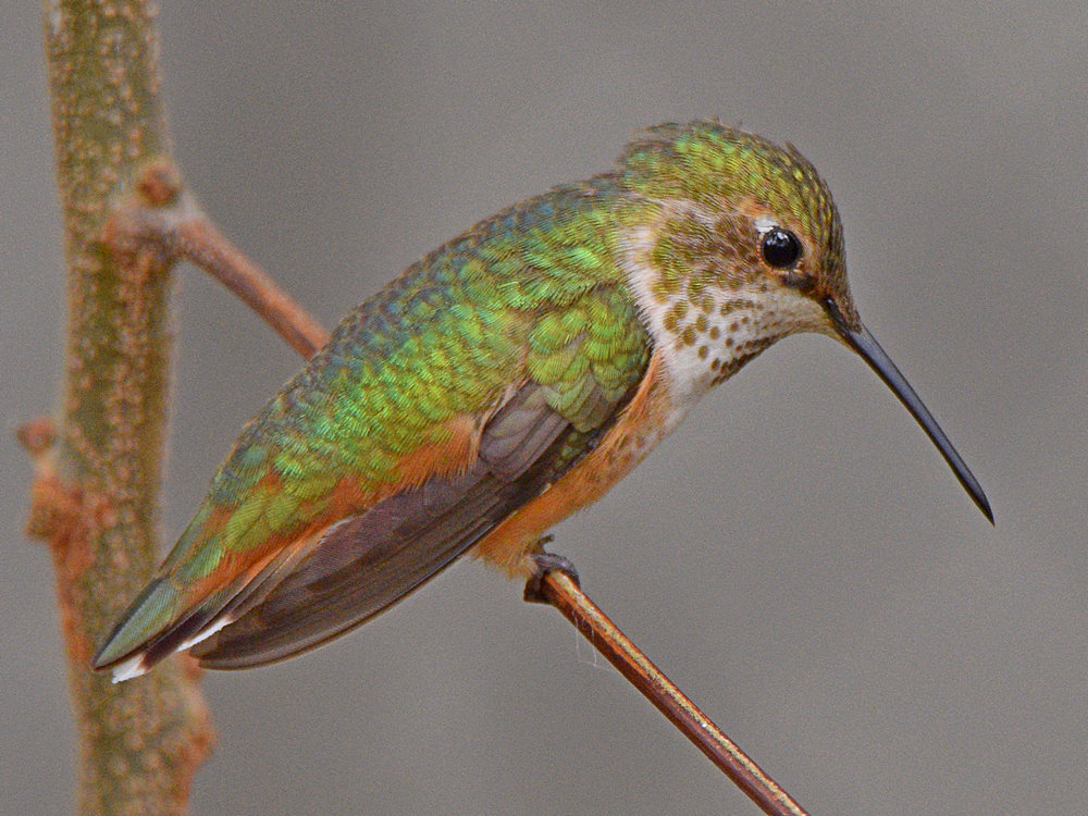 Hummer19.jpg