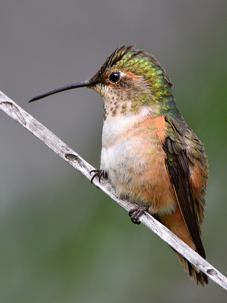 Hummer19.jpg