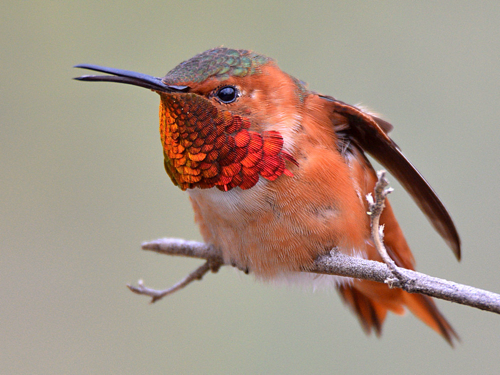 Hummer19.jpg