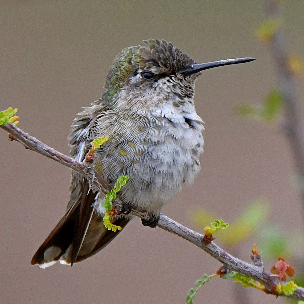 Hummer19.jpg