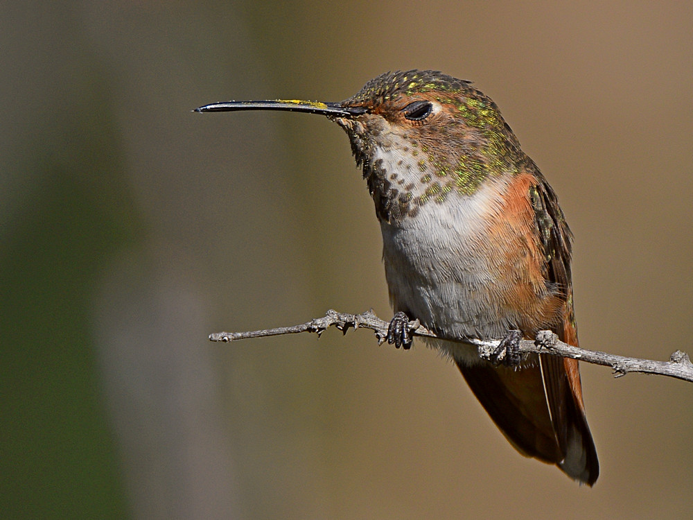 Hummer19.jpg