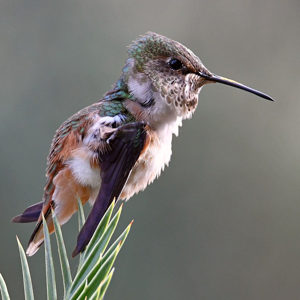 Hummer19.jpg