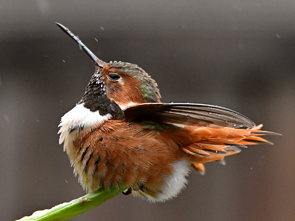 Hummer19.jpg