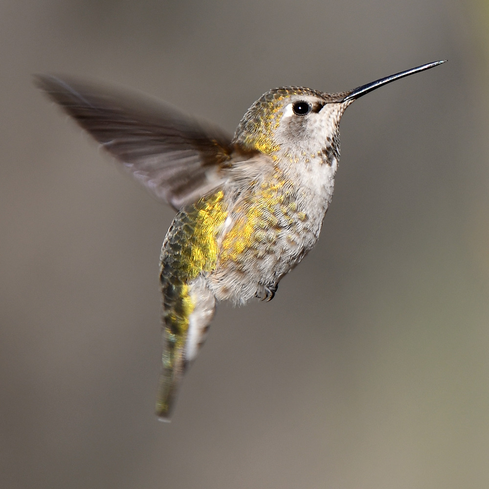 Hummer19.jpg