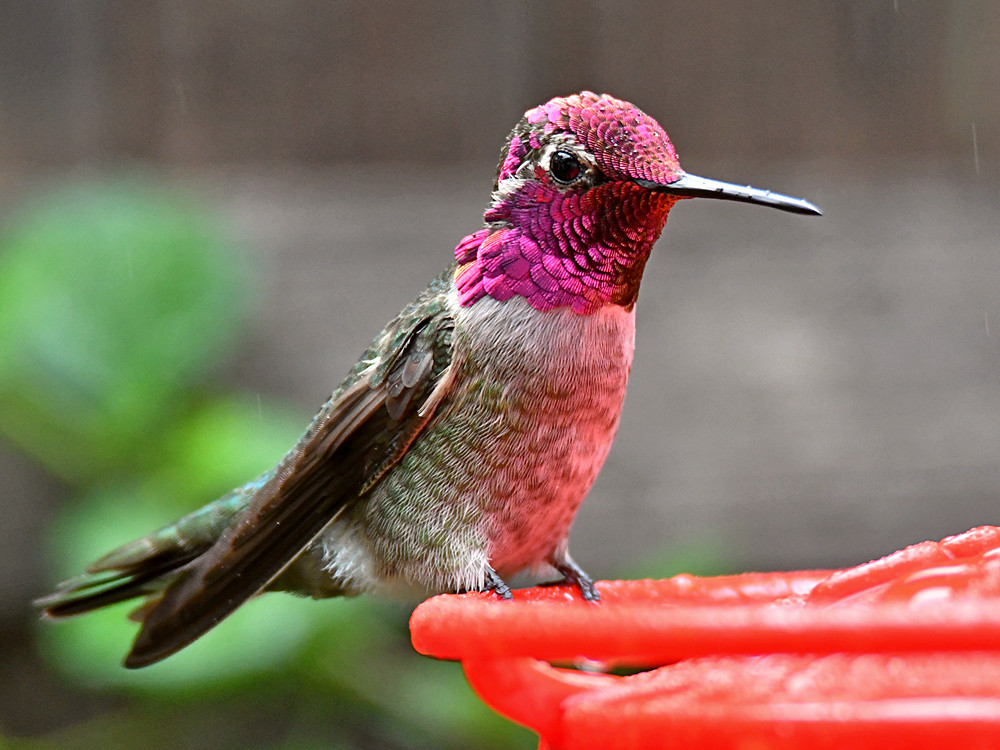 Hummer19.jpg