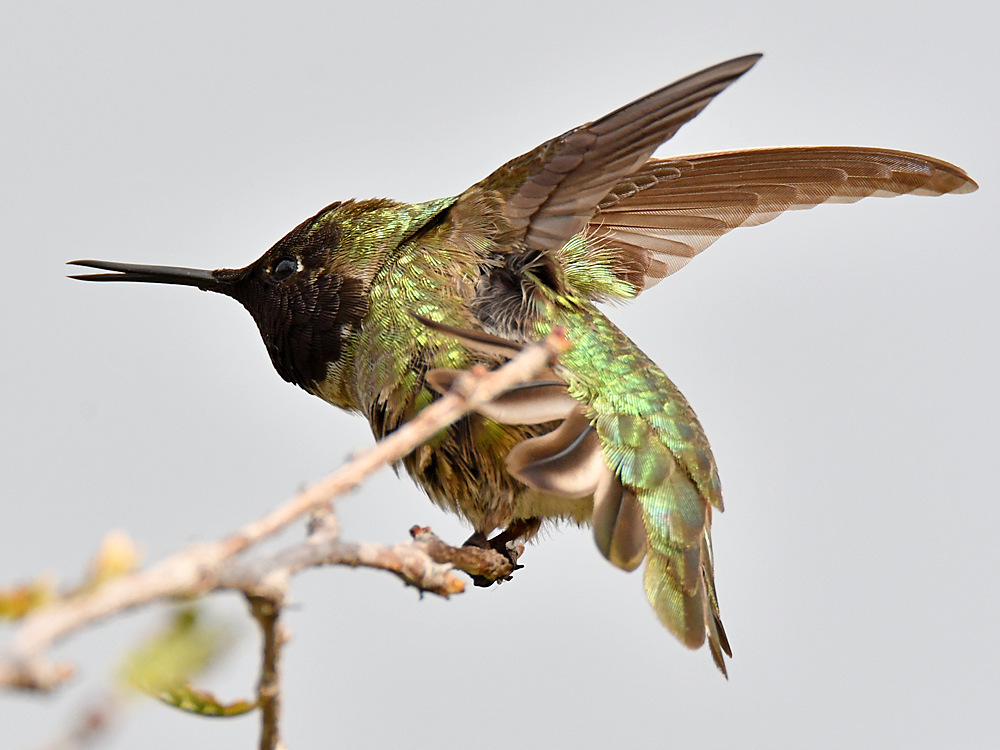 Hummer19.jpg