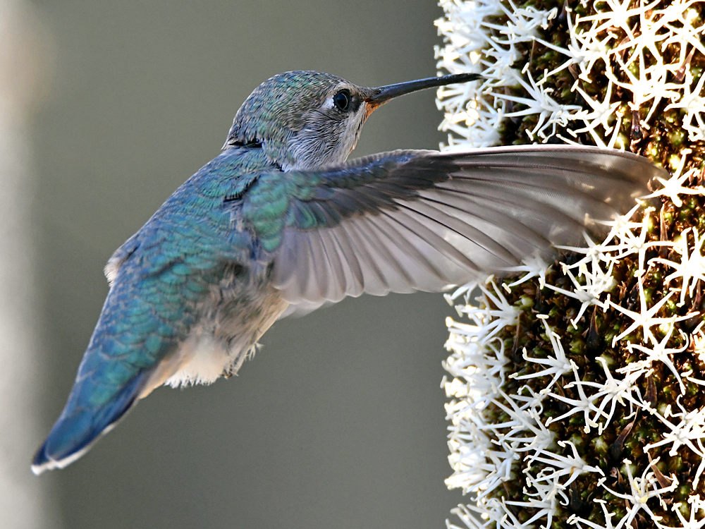 Hummer19.jpg