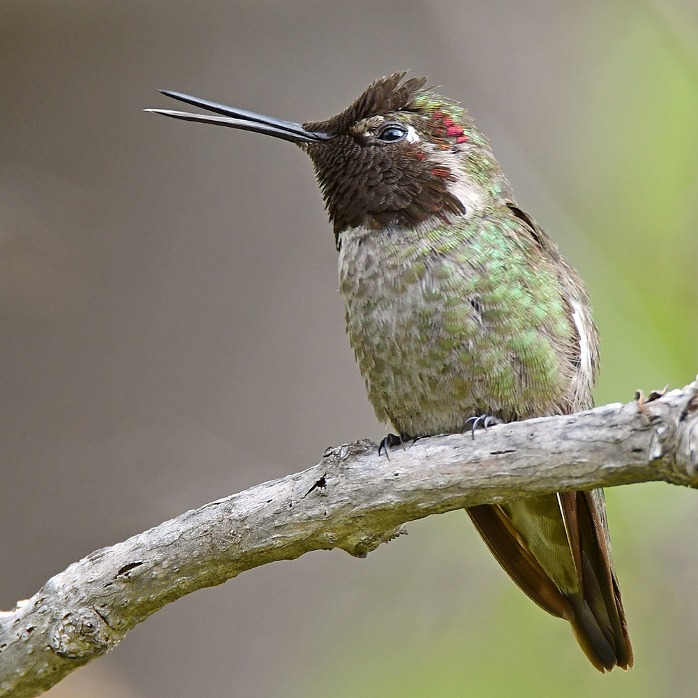 Hummer19.jpg