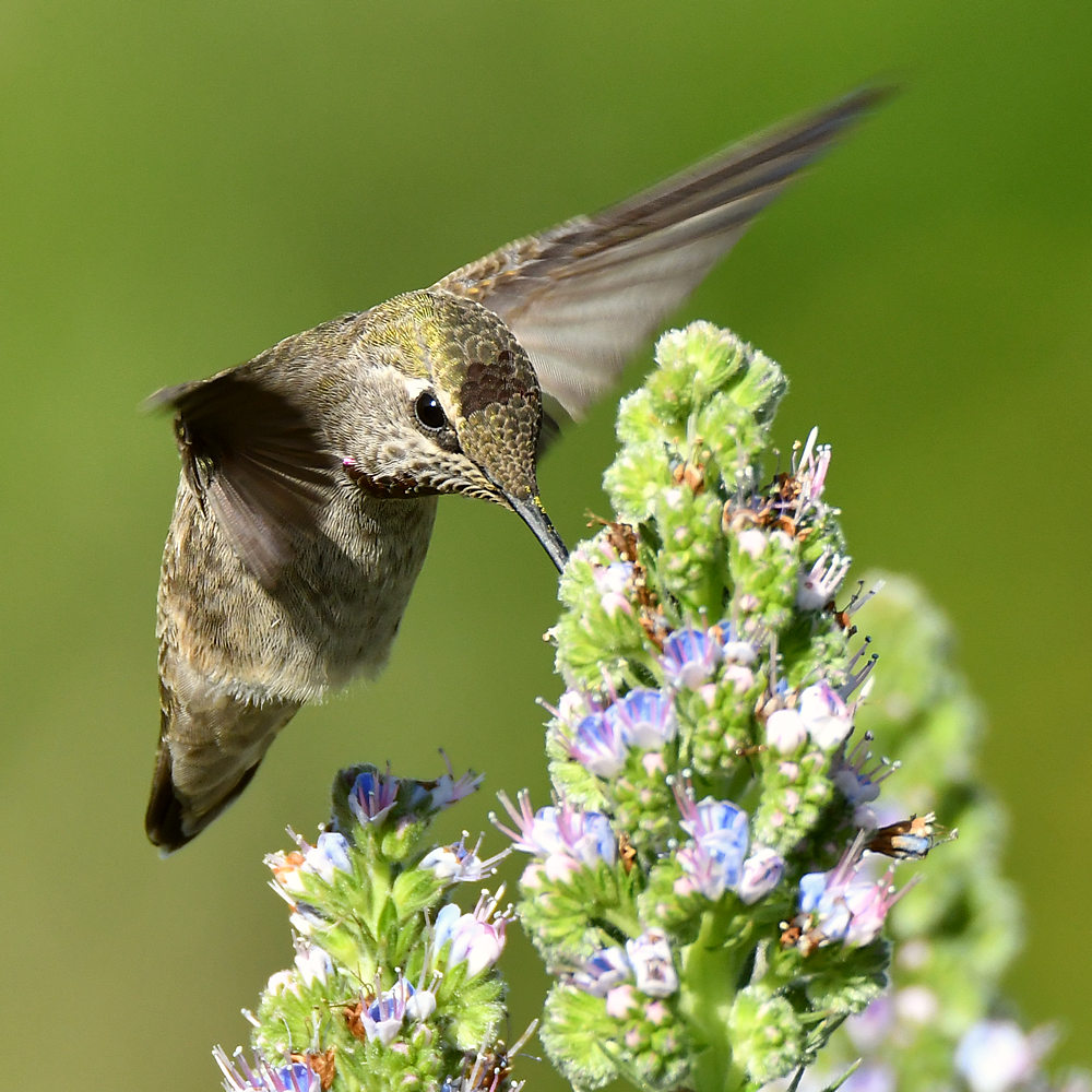 Hummer19.jpg