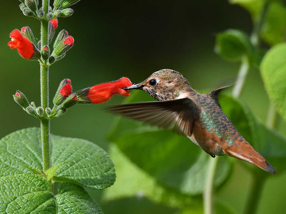 Hummer19.jpg