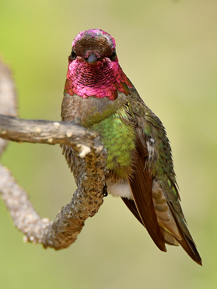 Hummer19.jpg