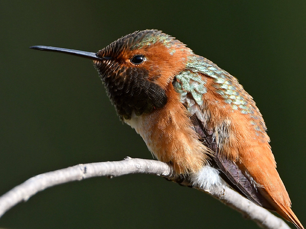 Hummer19.jpg