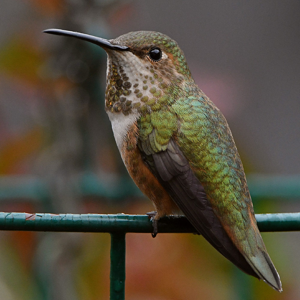 Hummer19.jpg