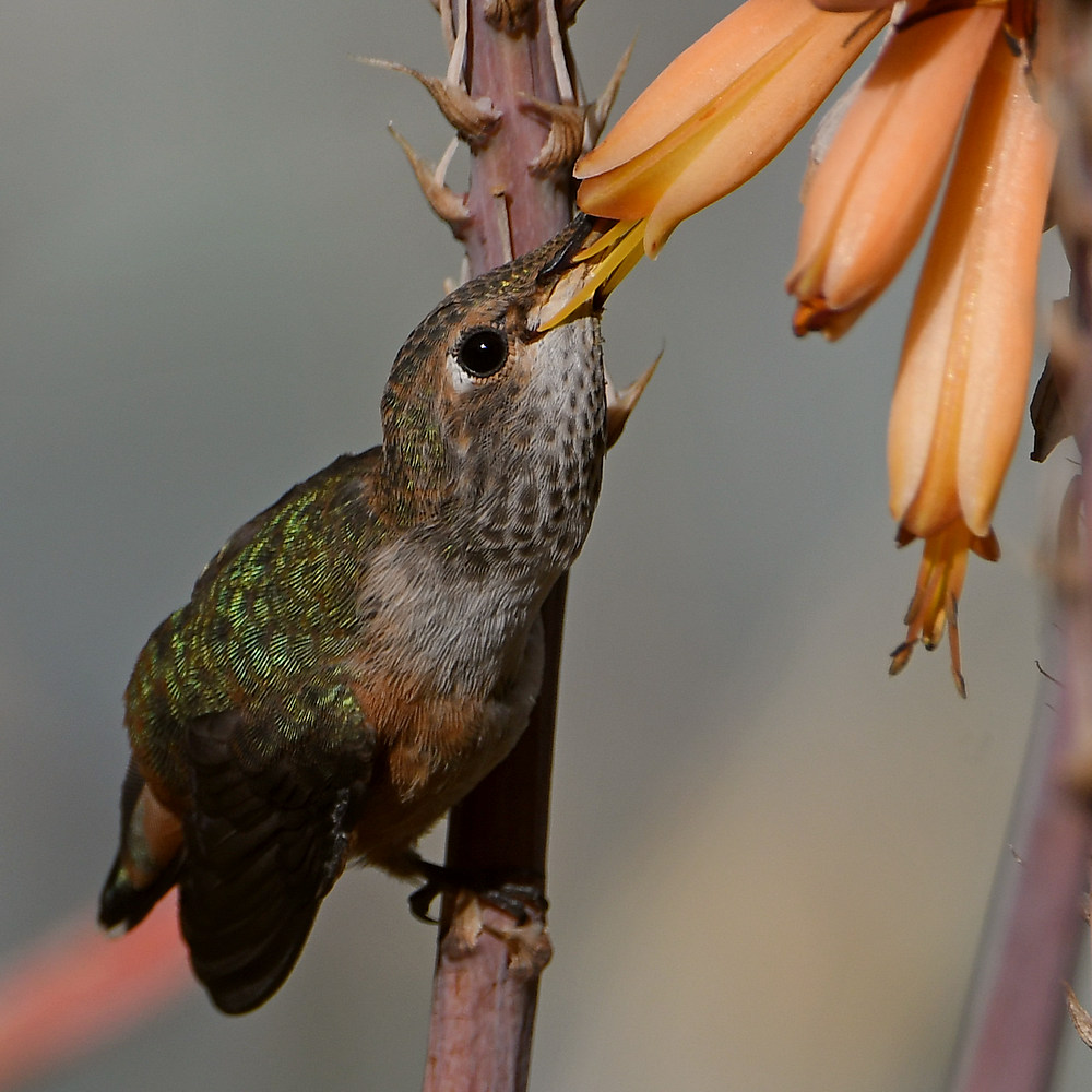 Hummer19.jpg