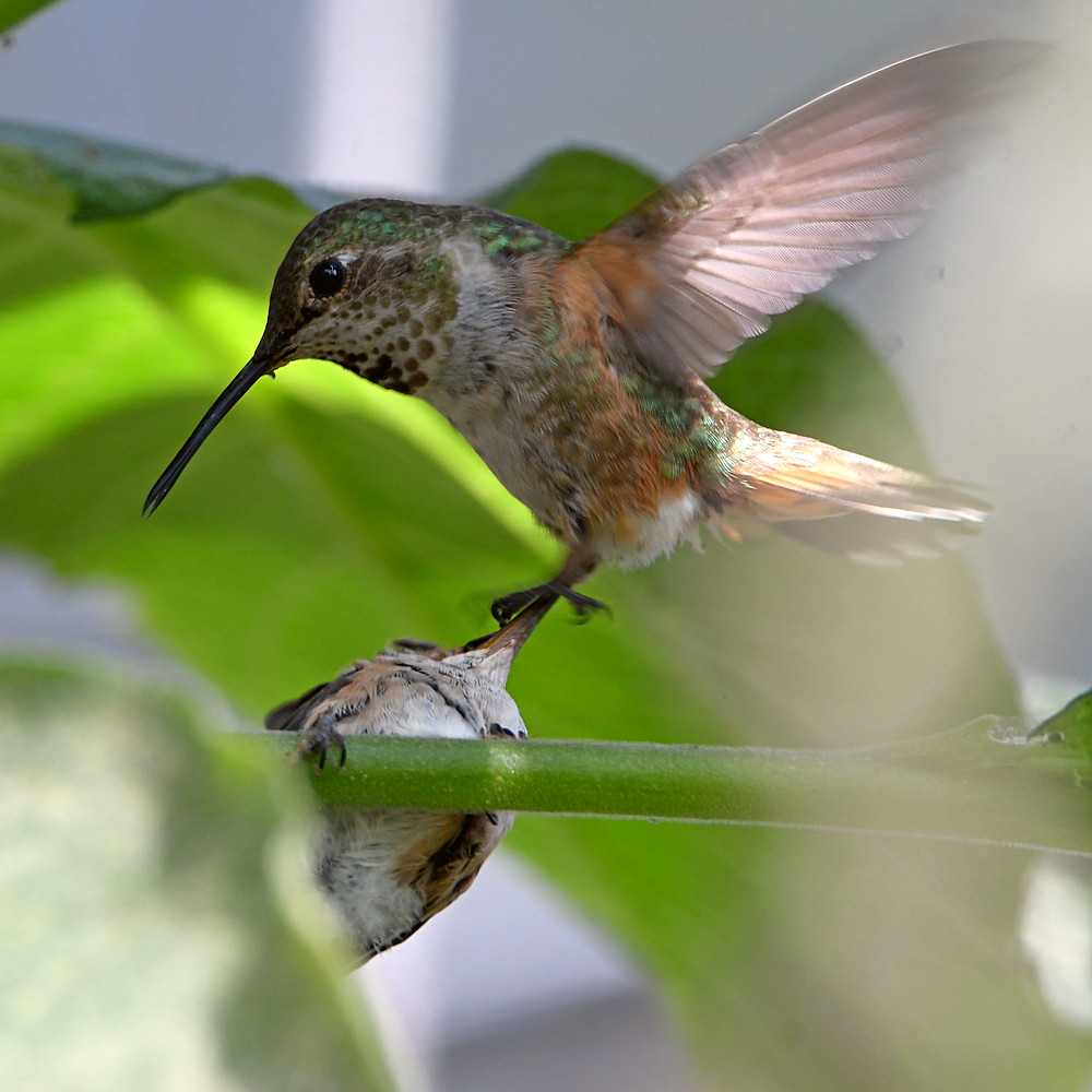 Hummer19.jpg