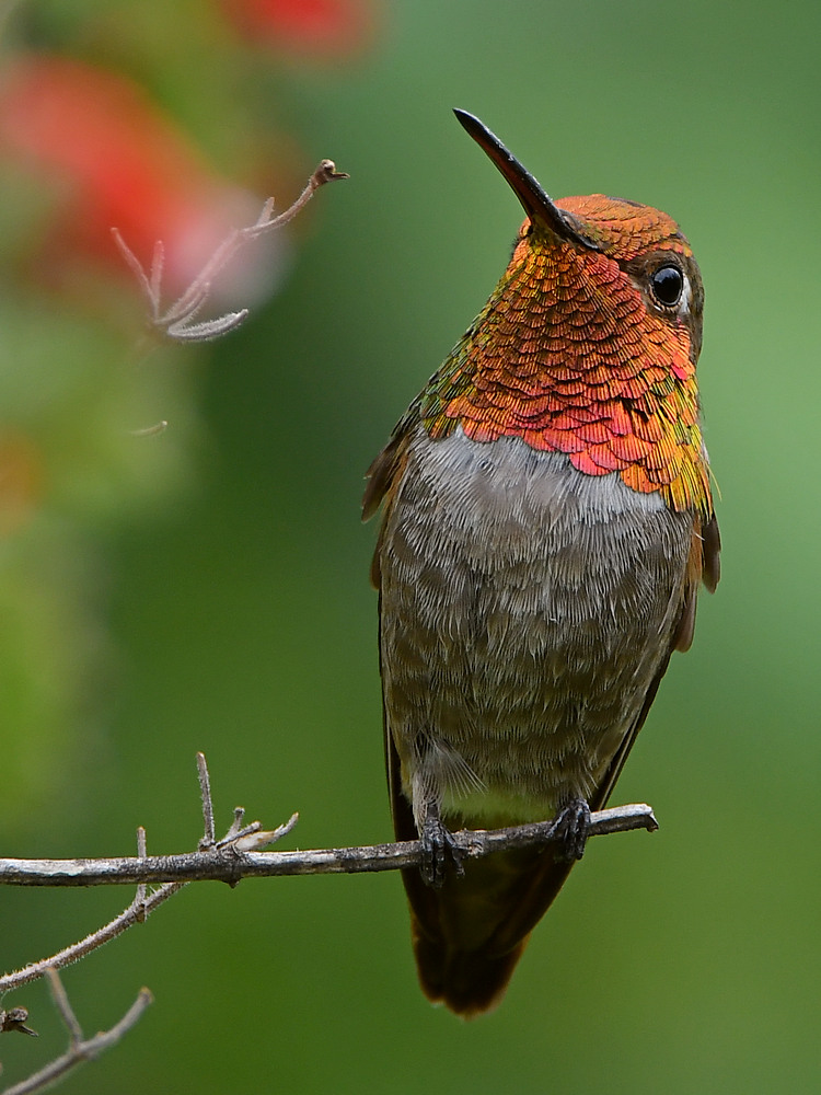 Hummer19.jpg