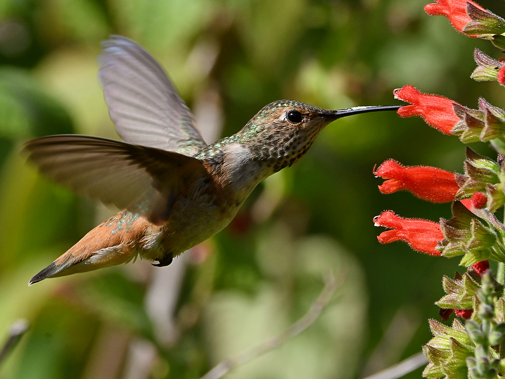 Hummer19.jpg