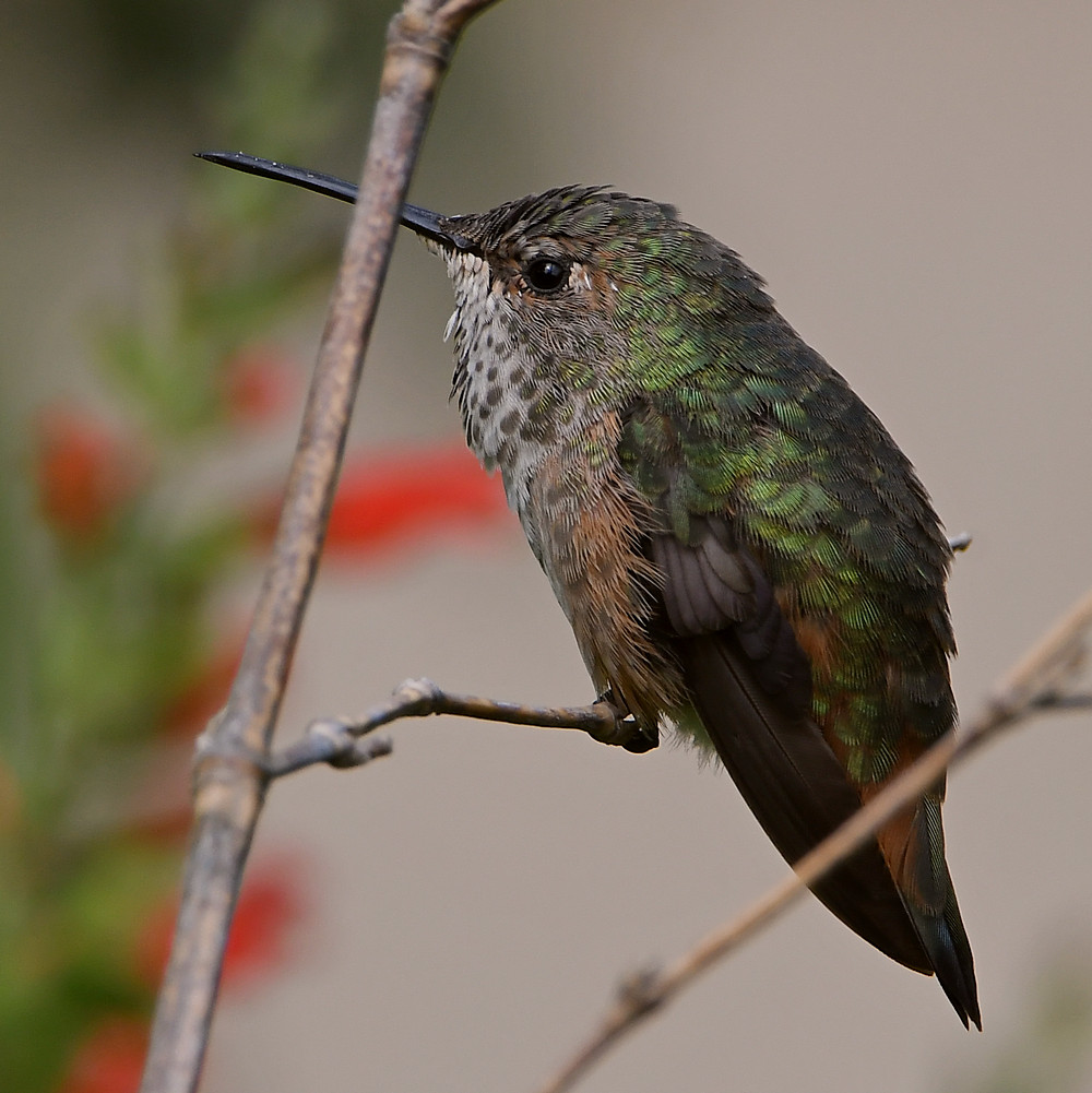 Hummer19.jpg