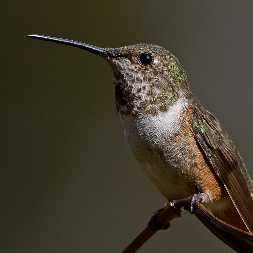 Hummer19.jpg