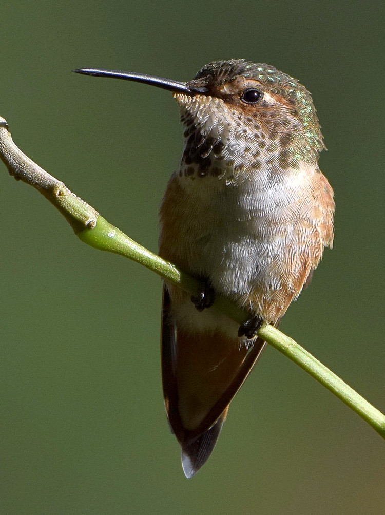 Hummer19.jpg