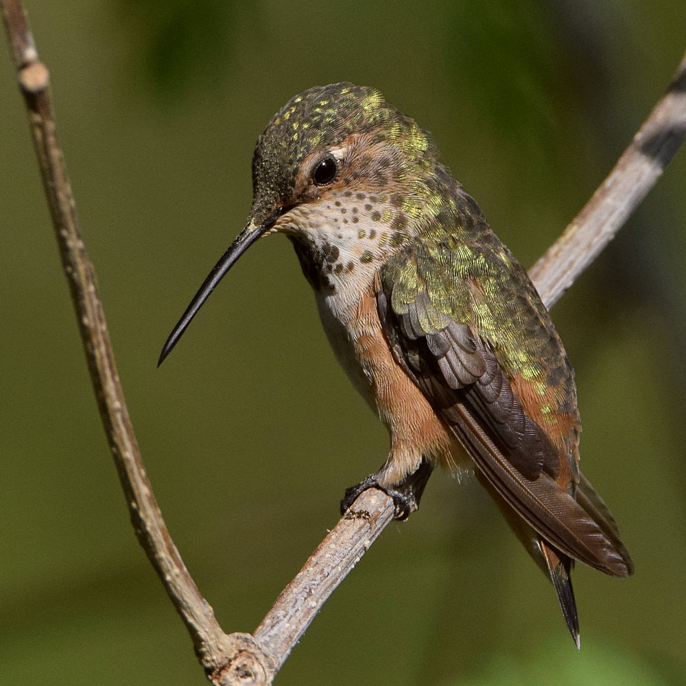 Hummer19.jpg