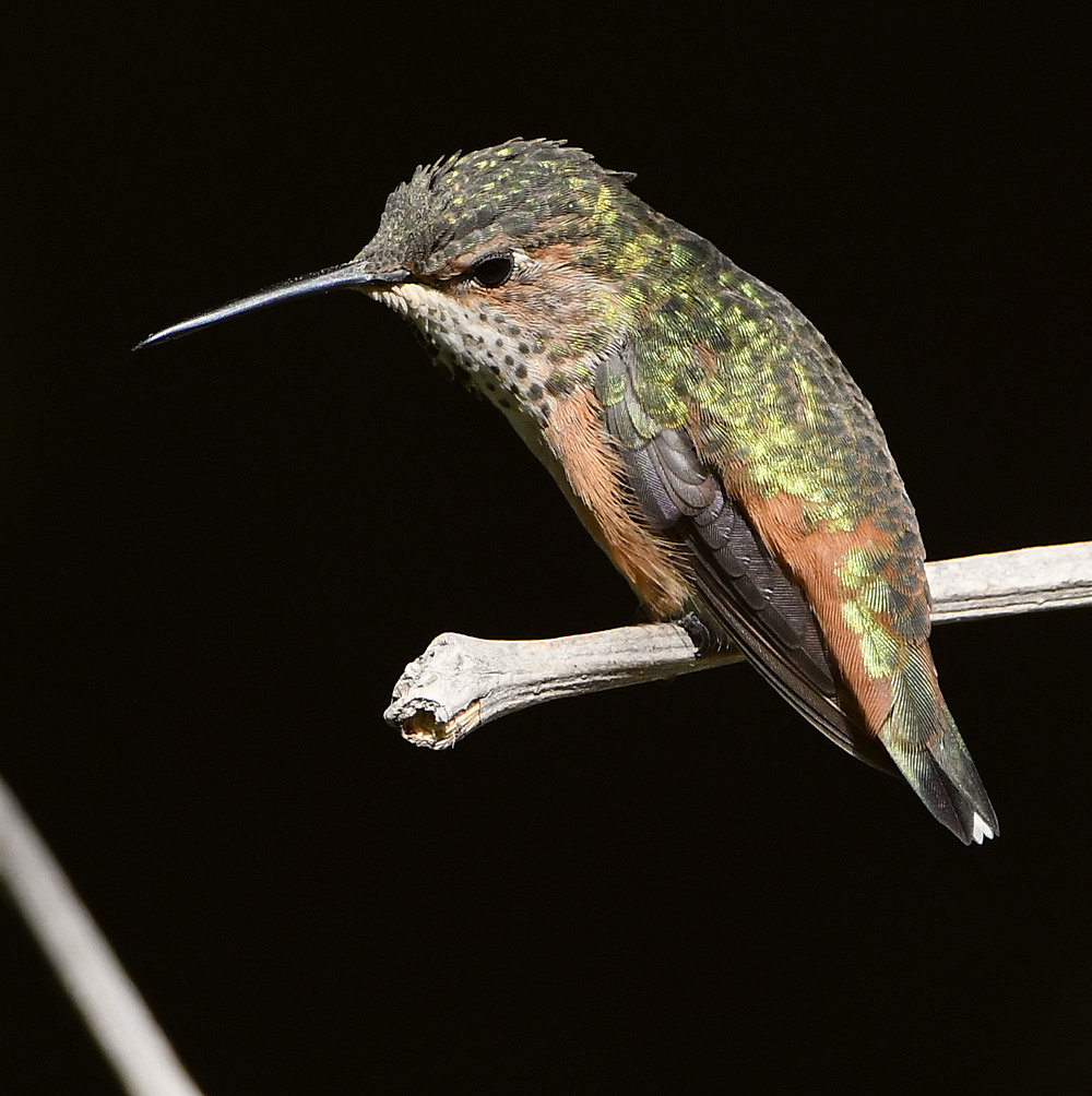 Hummer19.jpg