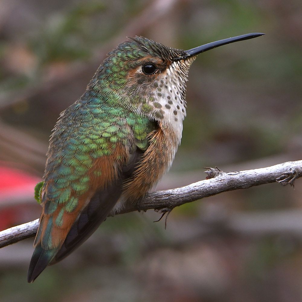 Hummer19.jpg