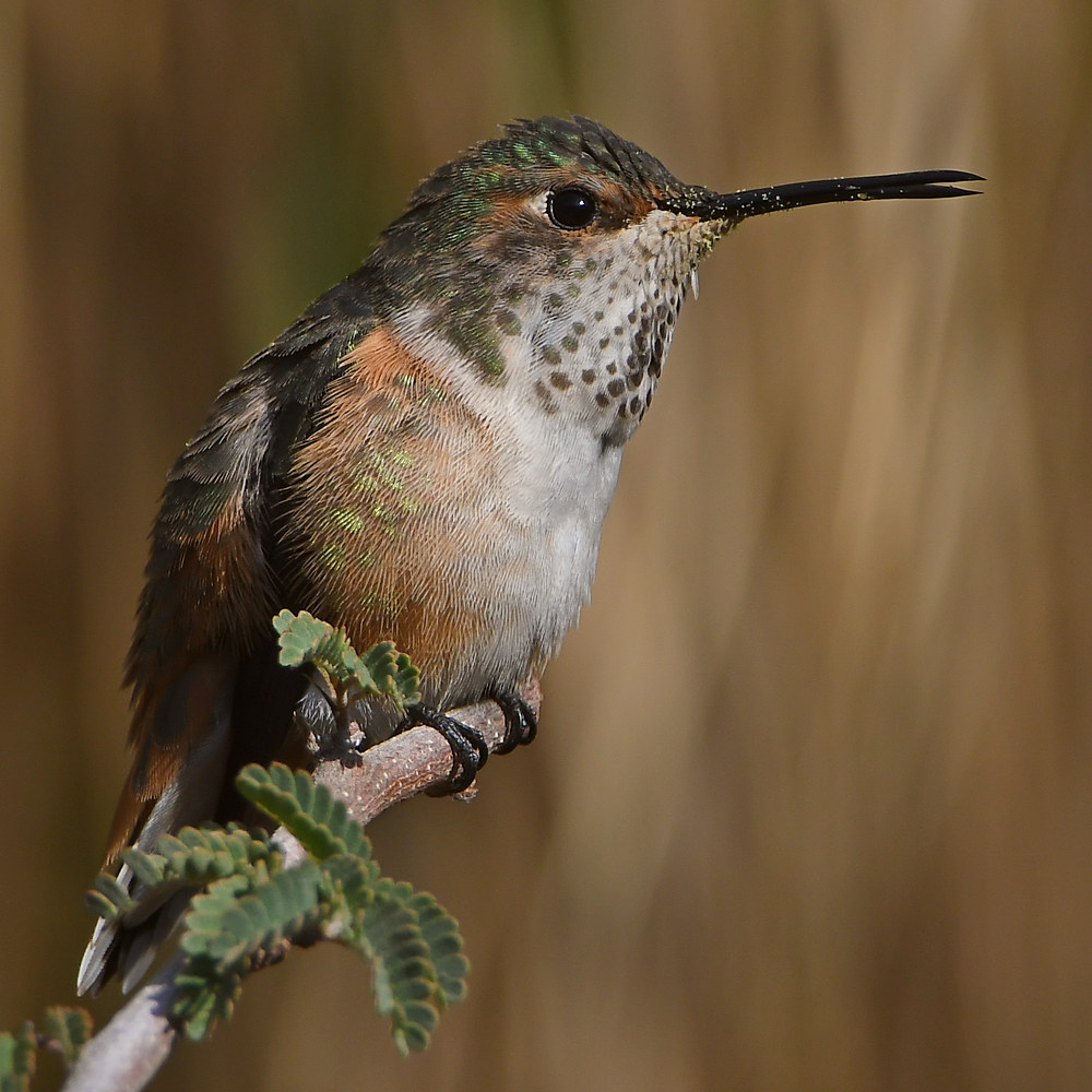 Hummer19.jpg