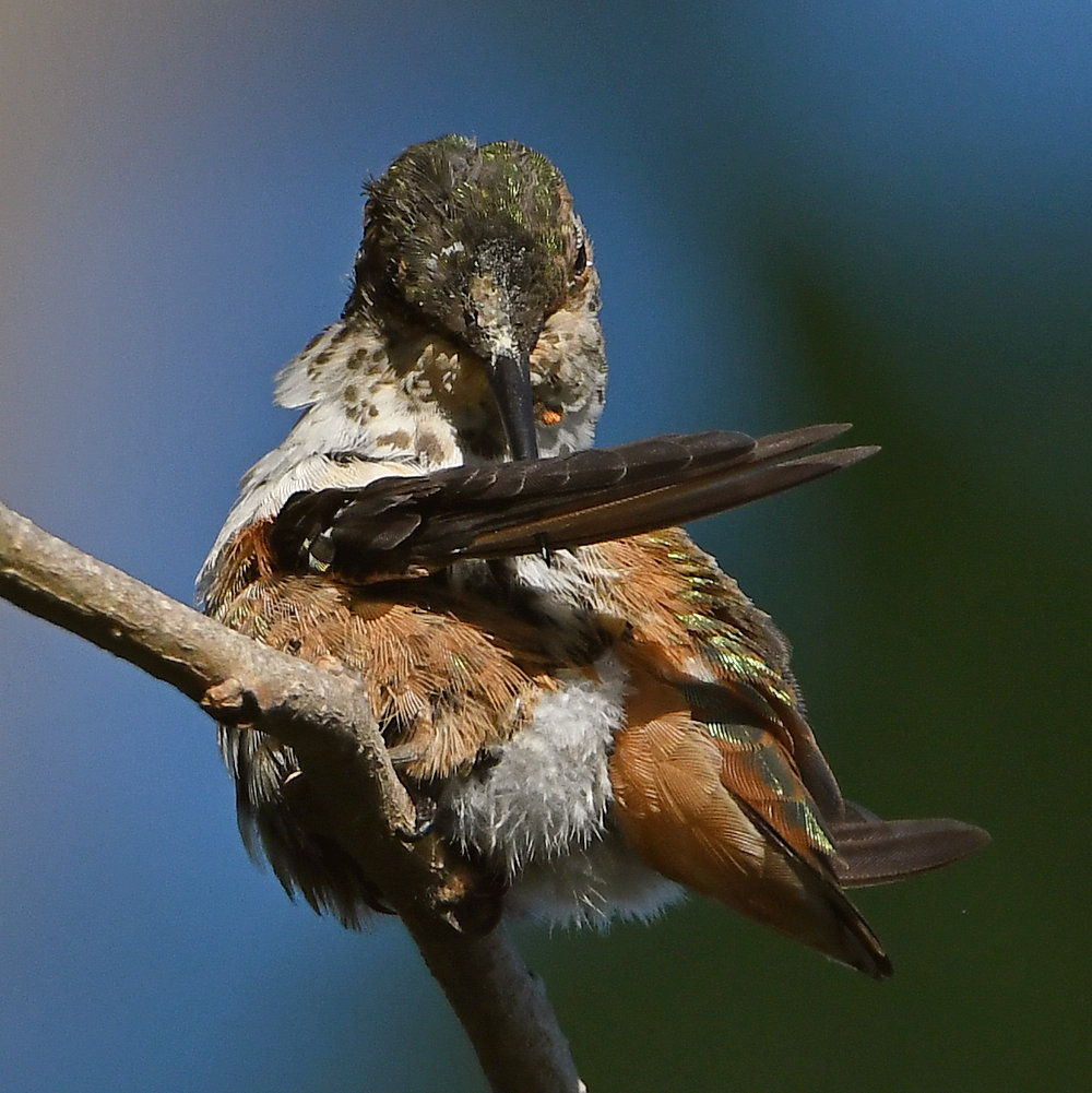 Hummer19.jpg