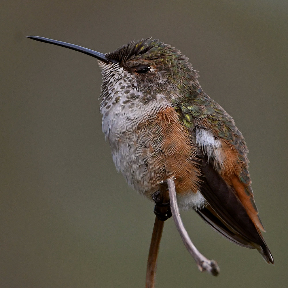 Hummer19.jpg