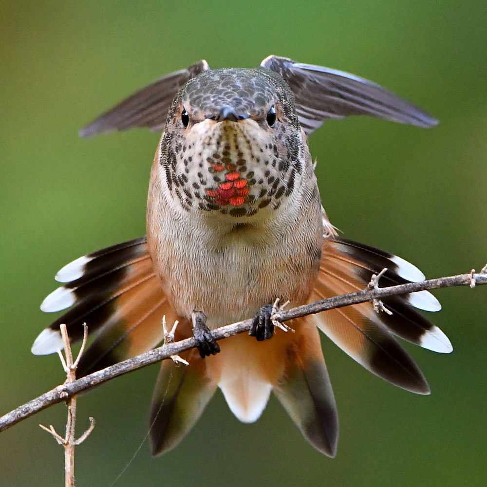 Hummer19.jpg
