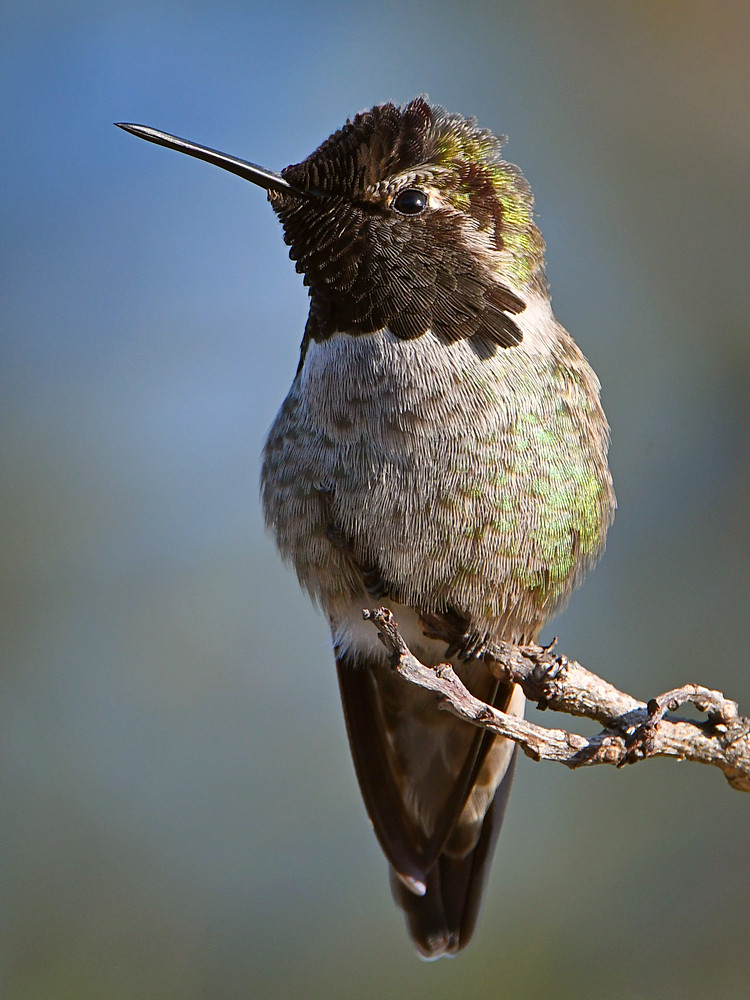 Hummer19.jpg