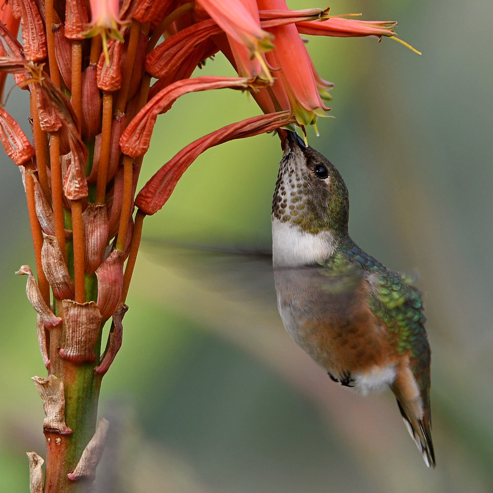 Hummer19.jpg
