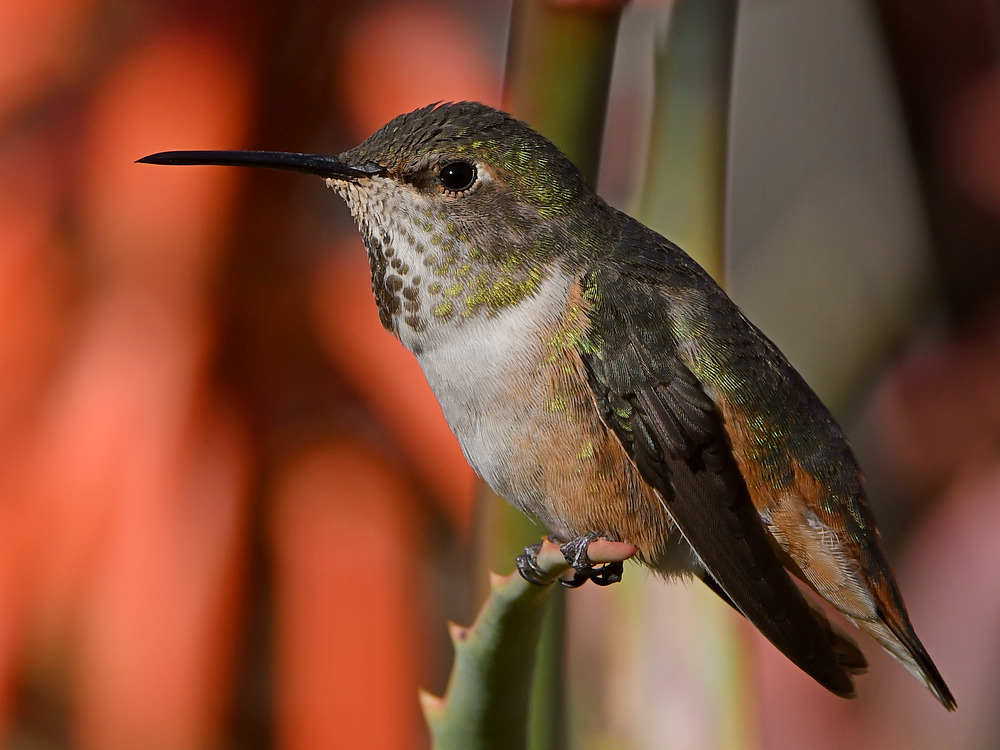 Hummer19.jpg