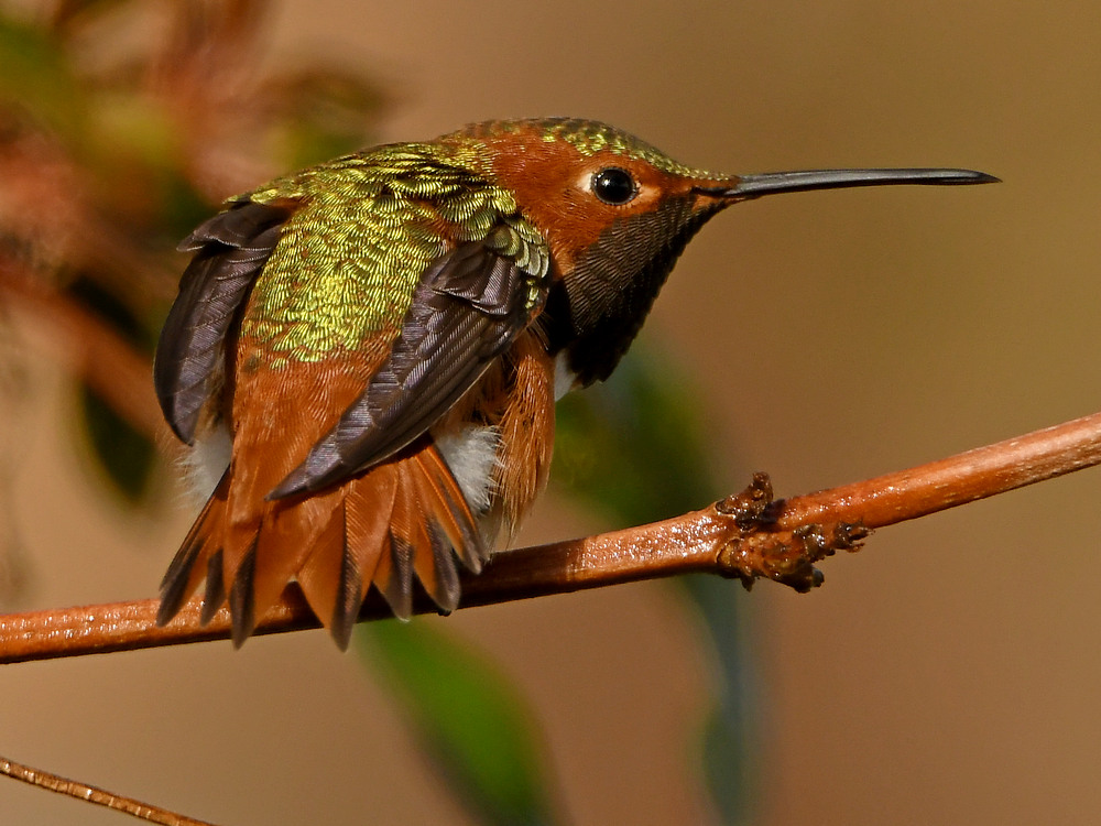 Hummer19.jpg
