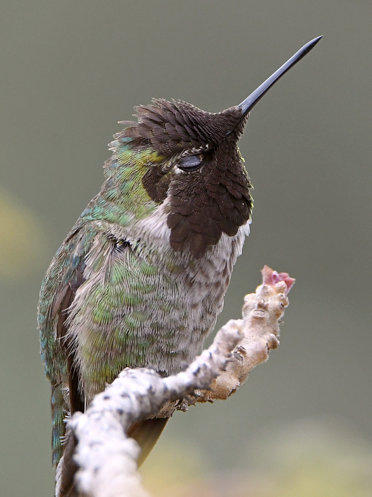 Hummer19.jpg