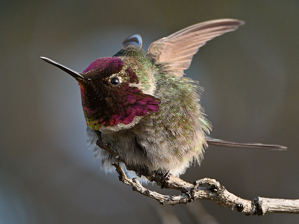 Hummer19.jpg