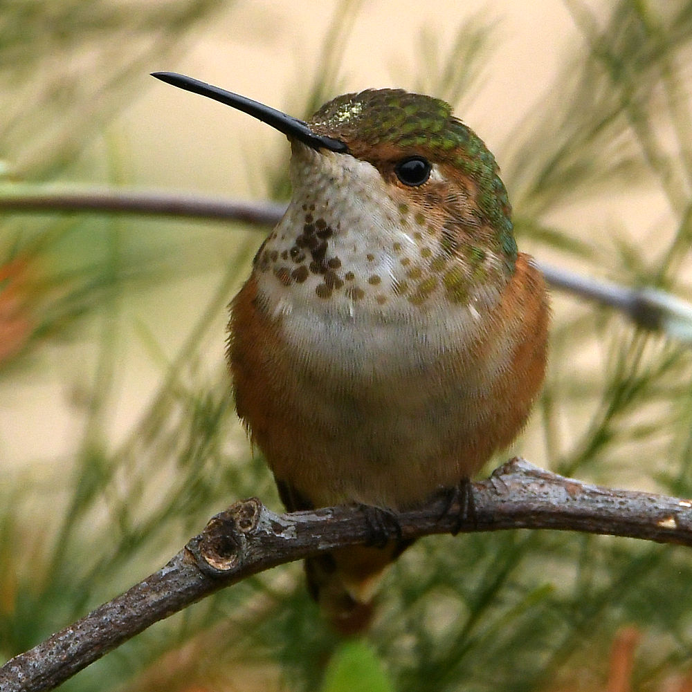 Hummer19.jpg