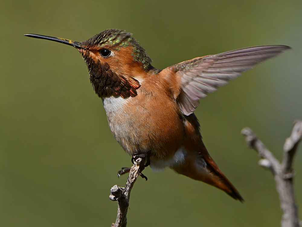 Hummer19.jpg
