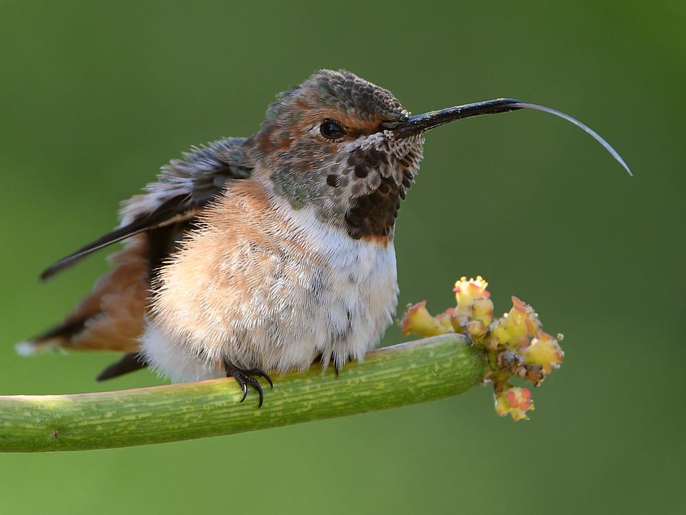 Hummer19.jpg