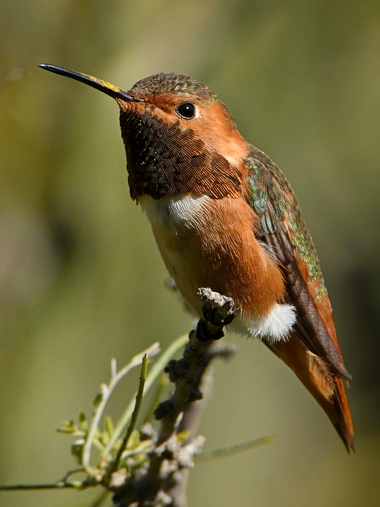 Hummer19.jpg