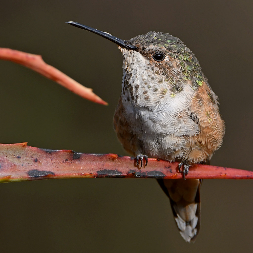 Hummer19.jpg