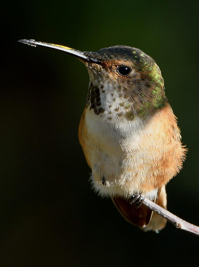 Hummer19.jpg