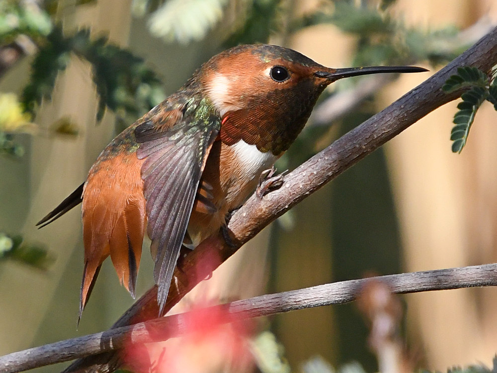 Hummer19.jpg