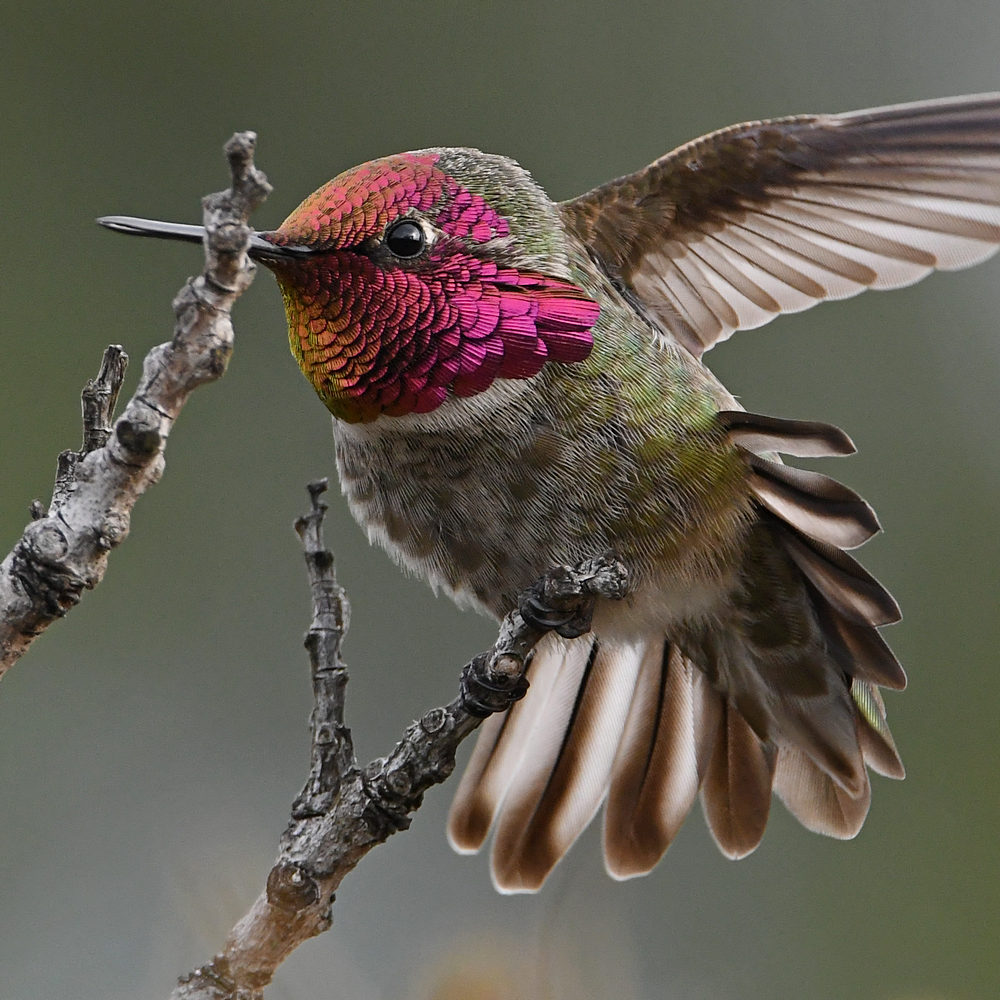 Hummer19.jpg
