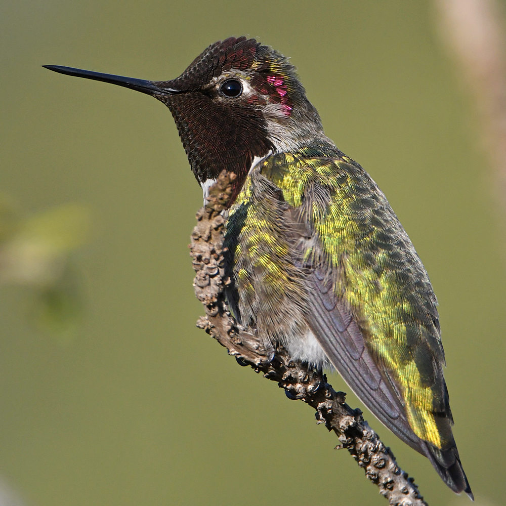 Hummer19.jpg